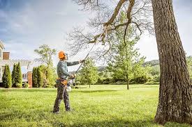 Best Tree Mulching  in Bayard, NE