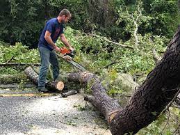 Best Emergency Tree Removal  in Bayard, NE