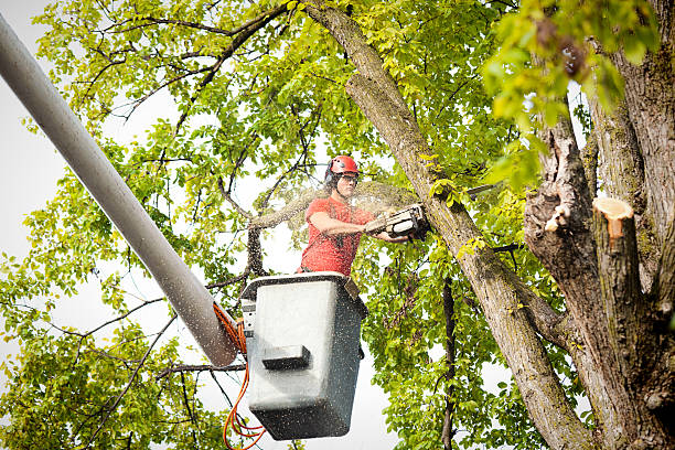 Best Tree Disease Treatment  in Bayard, NE