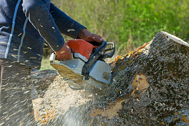 Best Tree and Shrub Care  in Bayard, NE