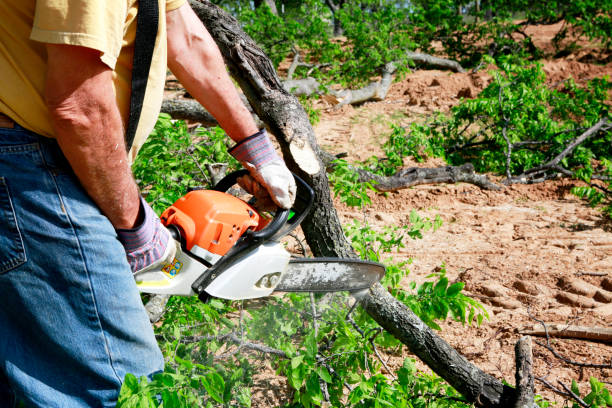 Best Tree Cabling and Bracing  in Bayard, NE